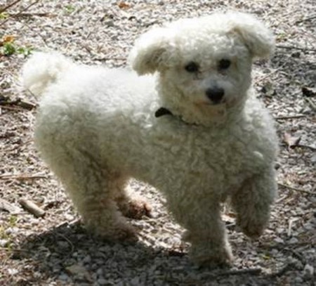 Bichon Bratislava - PSÍK JE UŽ DOMA :-)